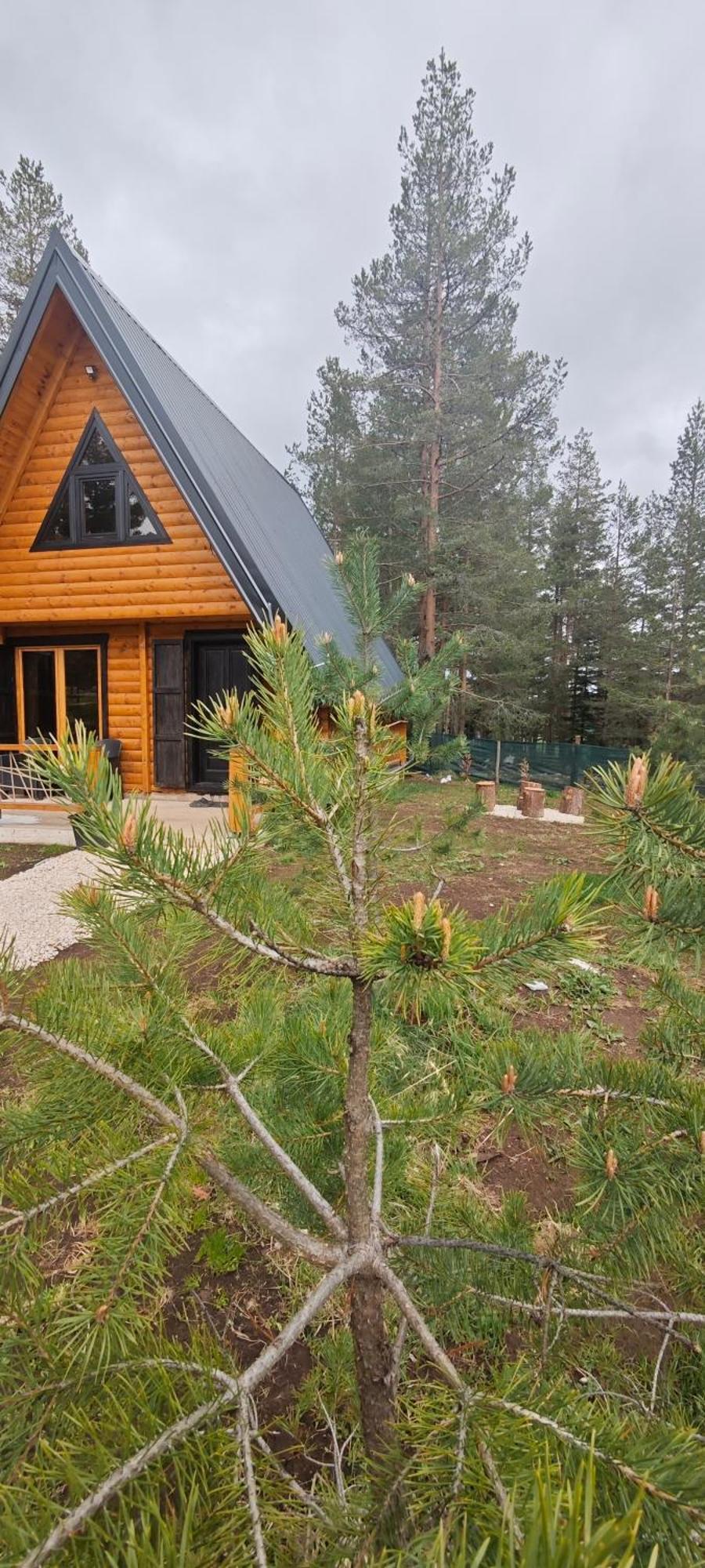 Pine Forest-White Zabljak  Ngoại thất bức ảnh